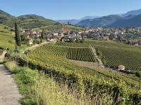 images/stories/suedtirol/tramin_2026_800_4.jpg